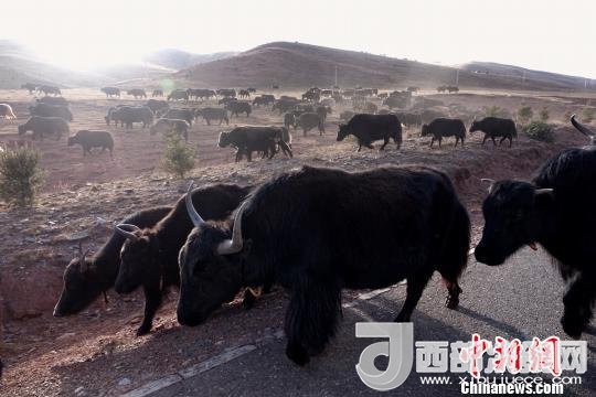 西藏每年存欄約420萬頭牦牛，牦牛產(chǎn)業(yè)發(fā)展是推動(dòng)西藏畜牧業(yè)可持續(xù)發(fā)展和農(nóng)牧民脫貧致富的重要產(chǎn)業(yè)。圖為西藏牦牛?！O翔 攝