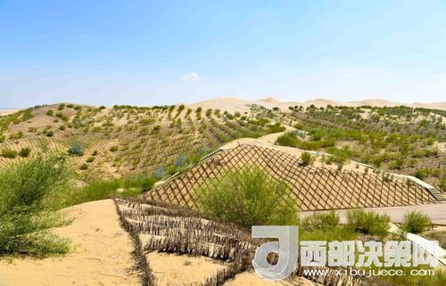 達拉特旗庫布其沙漠染綠。吳勇攝