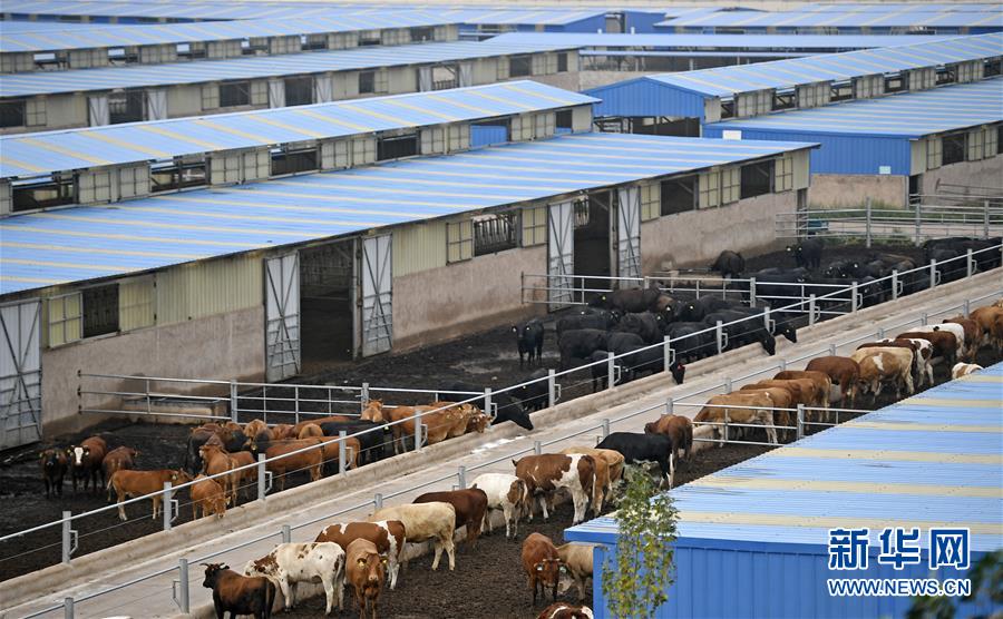 （壯麗70年·奮斗新時(shí)代——共和國發(fā)展成就巡禮·圖文互動(dòng)）（11）生態(tài)美、百姓富——品讀嶄新“寧夏畫卷”