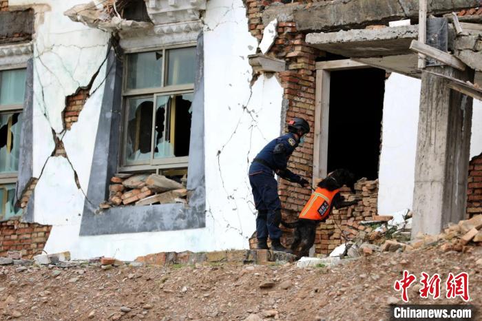 圖為搜救犬進(jìn)行模擬搜救。青海省應(yīng)急廳