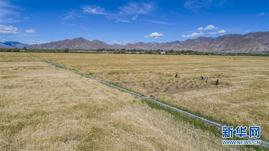 （新華全媒頭條·走向我們的小康生活·圖文互動）（11）扎西德勒，我們的新家園——西藏易地扶貧搬遷搬出幸福美好新生活