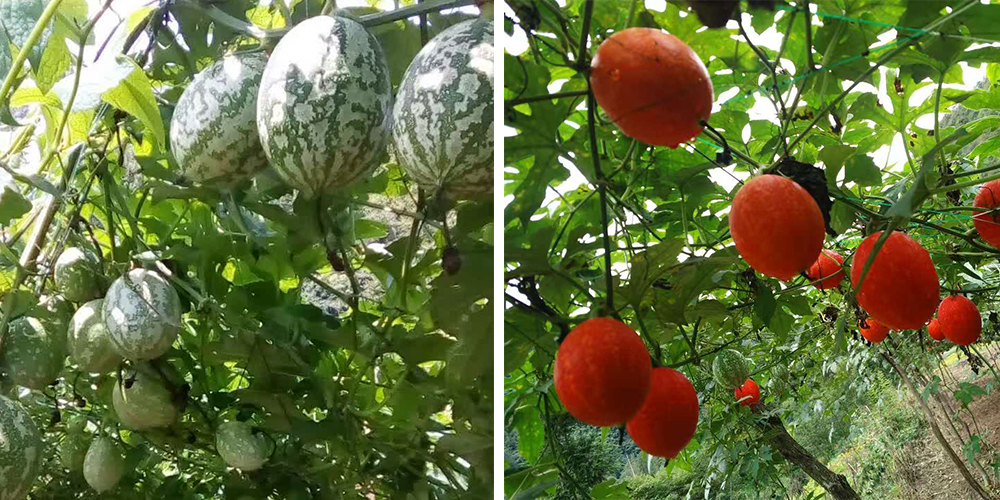 左為處于生長期的吊瓜，右為成熟的吊瓜（圖源西鄉(xiāng)縣宣傳部）