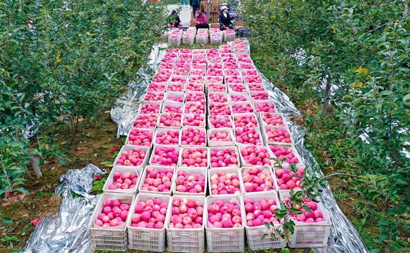 洛川縣永鄉(xiāng)鎮(zhèn)阿寺村果農(nóng)在分揀蘋果。王警攝